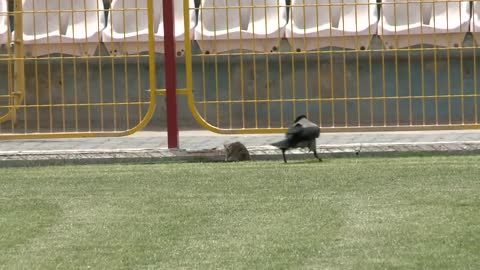 Rat Isn't Scared Of Crow, Fights For His Dear Life