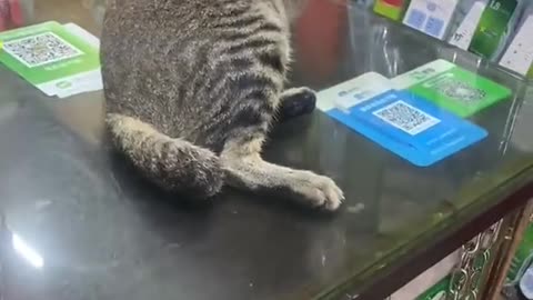 itchy cat on the table