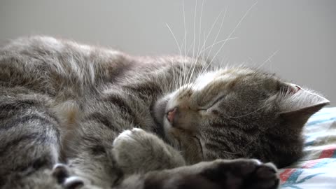 sleeping cat, so cute