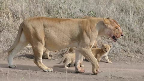 Adorable Six Lion Cubs enjoy their first outdoor adventure