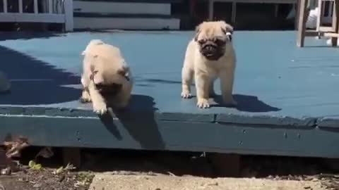 Funniest and Cutest Pug Dog Videos Compilation - Pug SOO Cute #07