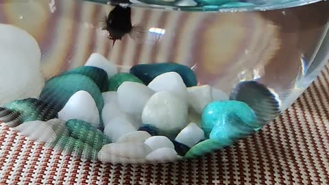 Red fighter fish swimming in bowl