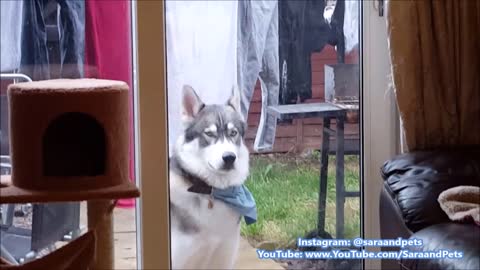 Husky cries to come inside, stays put when door is opened