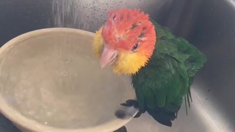 Parrot chirping on sink