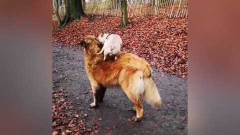 adorable dog and lovely pupy video funy