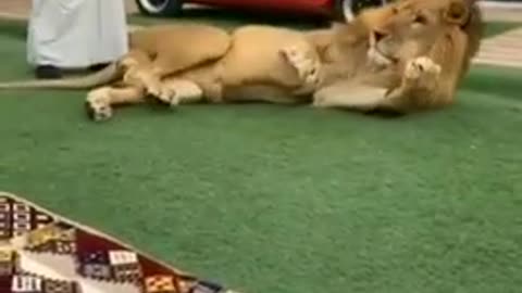 Lion funny video # lion pet video # lion playing with man