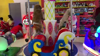 Pooches Play on Carousel