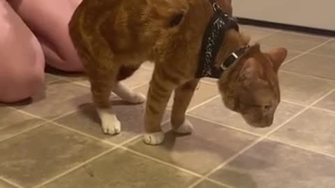 Kitty really didn't like his new harness