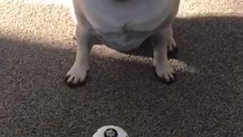 Pug hits every beat with his paw