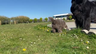 Newfoundland puppy “ooh I want to play with you, ermmm actually I’ve changed my mind”