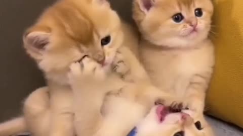 Cutness of the Kitty's