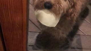 Brown dog waits at glass door with bra in mouth