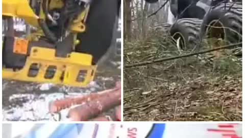 How tree's are cut