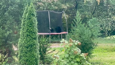 Four Black Bear Cubs Play On Trampoline