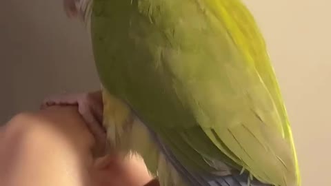 A singing parrot