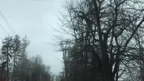 Vultures Drying in a Gang.