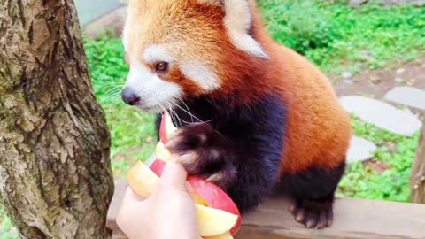 The sound of the lesser panda eating is so beautiful.