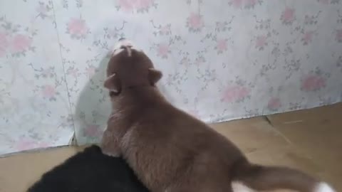husky puppy howl for the very first time.