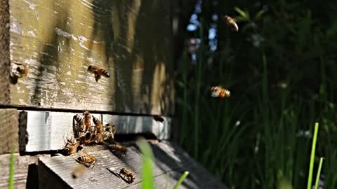 How beautiful these bees are