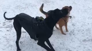 Great Dane Reacts to First Snow
