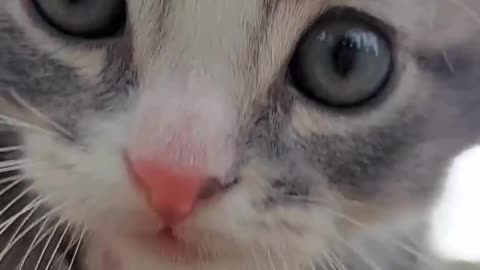 Cute Cat | Funny Cat | Animal Videos