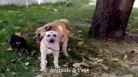 Funny Dog Mating Fail - Funny Animal mating fail Compilation