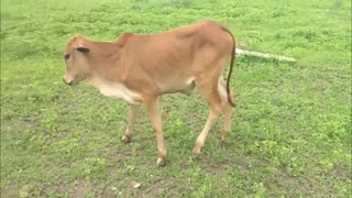 Kids Cow Videos - Kids Cow Video With Mooing Sound Without Music - Kids Videos for Kids & Parents