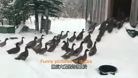 Funny video of duck