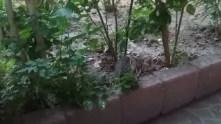 Mama cat chats with her kittens