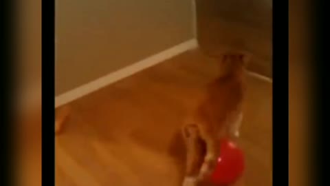 Funny cat is playing with ballon