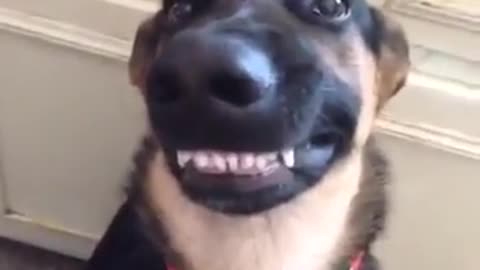Top Vine Videos The Smiling Dog!