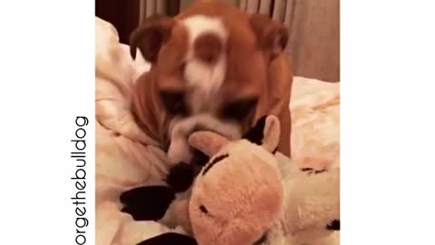 Bulldog puppy farts!!