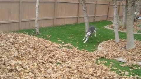 Funny siberian husky spent its time on playing in leaves