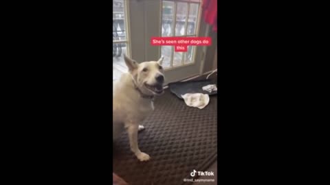 Deaf dog thinks he is barking.