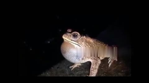 Listen to the fascinating sound of frog croaking during mating season