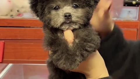 Do you like this teacup dog