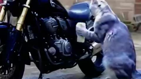 See how this cat is cleaning the bike. you must have never seen before, very funny