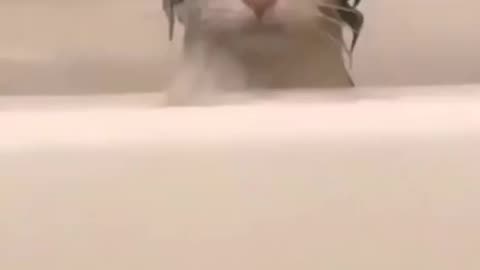 Cute cat bath 😂😂