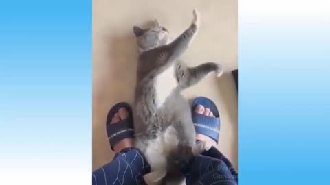 Cute Pets And Funny Animals Compilation 2Best Funny CatsTry Not To Laugh