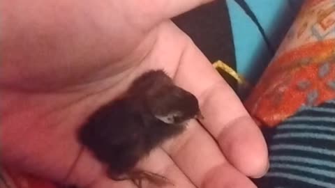 Baby Quail Invades My Shirt