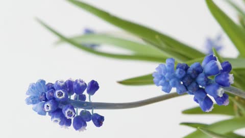 close-up-of-grape-hyacinths