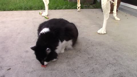 Lizzie - The Watermelon Eating Cat