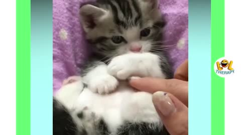 Meow Meow said the Tiny Kitten.Cute compilation