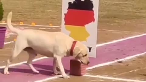 training indian dog