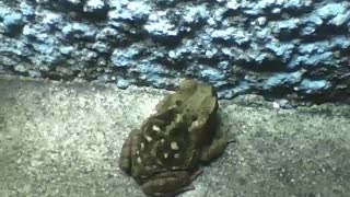 Frog stands on the sidewalk near of the wall on a cold night [Nature & Animals]