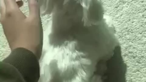 petting a cute puppy