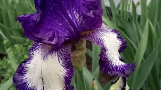 Iris flower after rain.