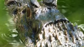 JawDropping Discovery Mysterious Hybrid Crocodiles Taking Over our Rivers