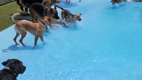 Dogs are swimming #rumbleviral #trending
