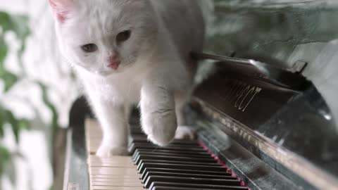 cute cat dancing with piano